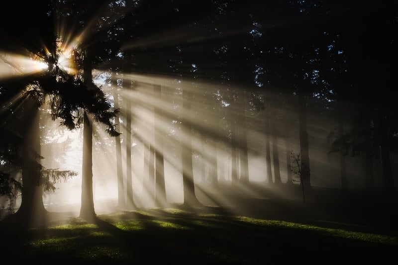 Forest Sunbeams
