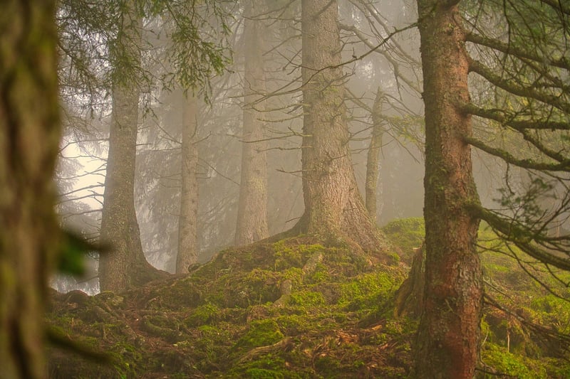 Enchanted Woods